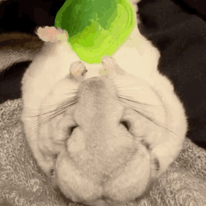 养龙猫的人的巨大危害有哪些呢（盘点7大点劝退想轻松养龙猫的人）