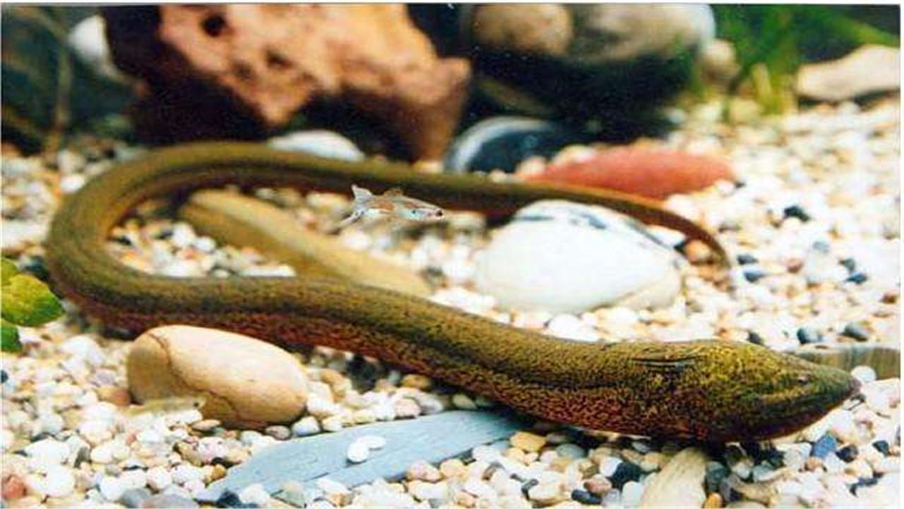 如何才能养殖培训出价值高的黄鳝呢（黄鳝养殖培训及饲养条件）