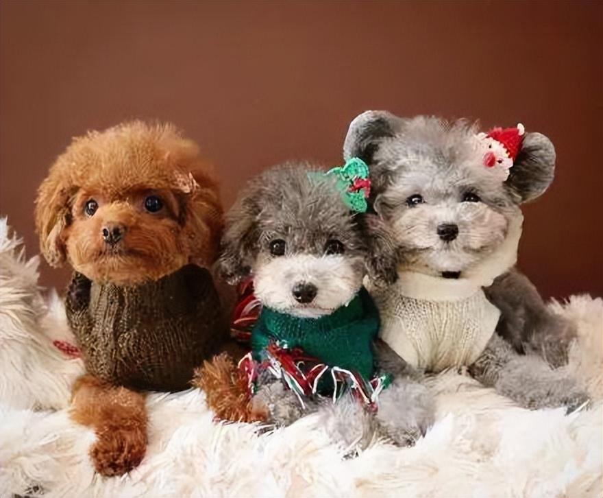 了解6大新手好养的狗狗（什么狗好养活不费钱）