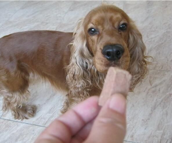 犬心保驱虫效果如何呢