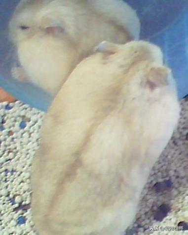 母布丁仓鼠为什么容易因为难产而死呢（布丁仓鼠容易死亡的原因）