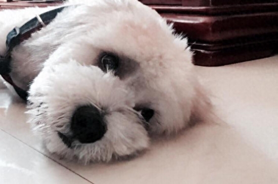 小狗吃多了撑死前症状有哪些（详解：幼犬吃撑后的四种症状）