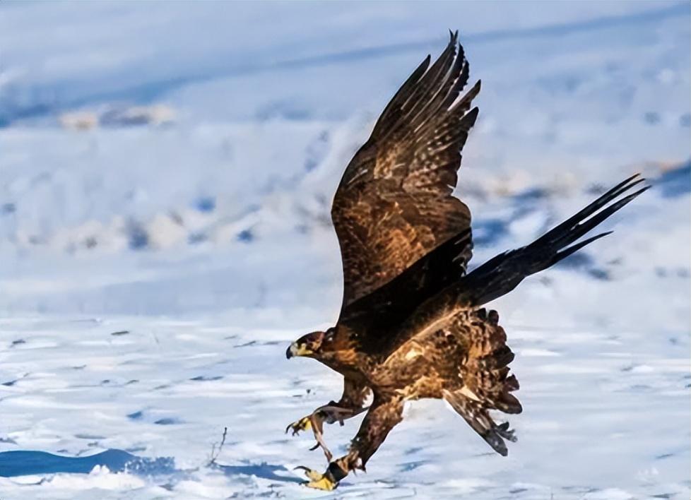 游隼金雕、鹰、秃鹫哪个更厉害一点呢（盘点全球最凶猛的10种鸟类）