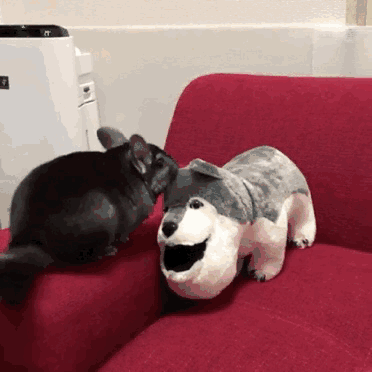 养龙猫的人的巨大危害有哪些呢（盘点7大点劝退想轻松养龙猫的人）