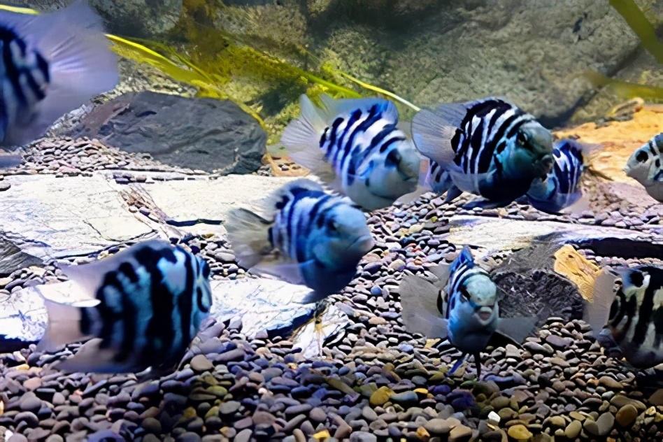 鹦鹉鱼怎么养长什么样子（偷偷告诉你养鹦鹉鱼的小诀窍）