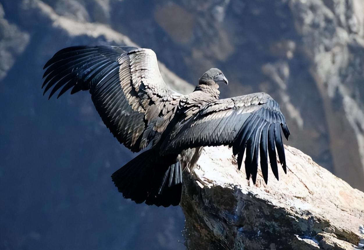 游隼金雕、鹰、秃鹫哪个更厉害一点呢（盘点全球最凶猛的10种鸟类）