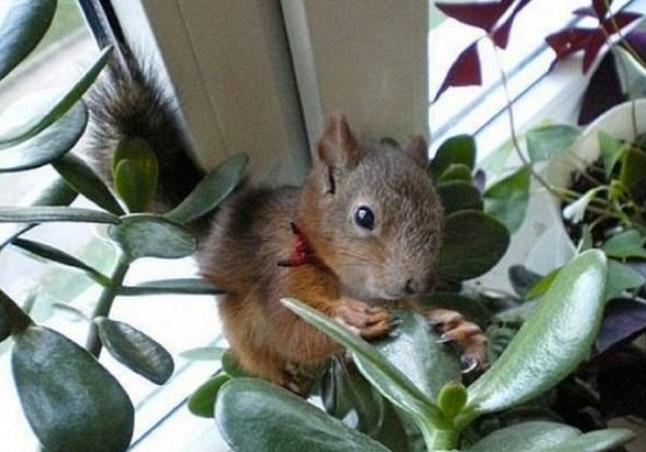 好养的随身携带小宠物推荐（学生适合养什么宠物）