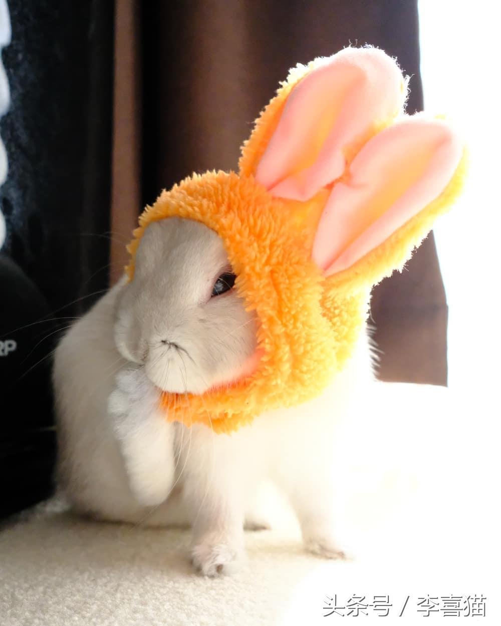 侏儒兔为什么不能随便养一只（分享容易养活侏儒兔的事项）