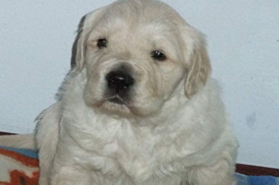 小狗吃多了撑死前症状有哪些