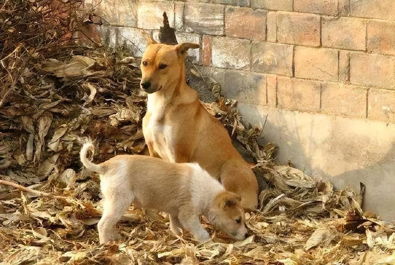 了解6大新手好养的狗狗（什么狗好养活不费钱）