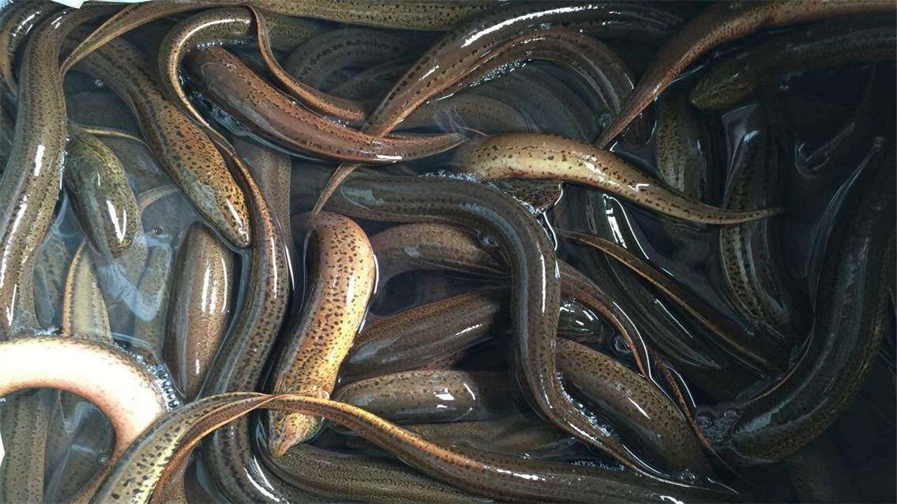 如何才能养殖培训出价值高的黄鳝呢（黄鳝养殖培训及饲养条件）