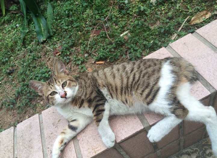 麒麟猫（附：麒麟猫招财且优点有点多哦）