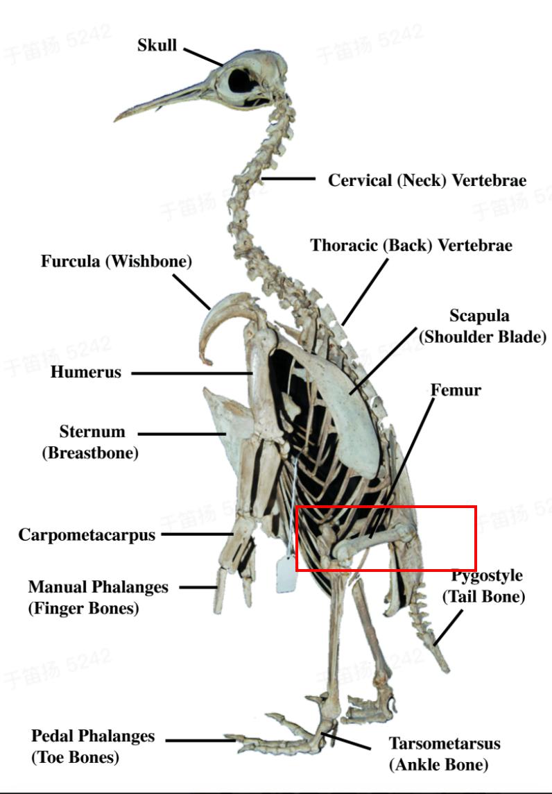 哪几类动物没有心脏呢（盘点世界上没心脏也能活的动物）