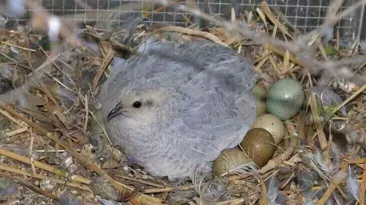 芦丁鸡养殖前景好吗（详解：养1000只芦丁鸡一年的利润）