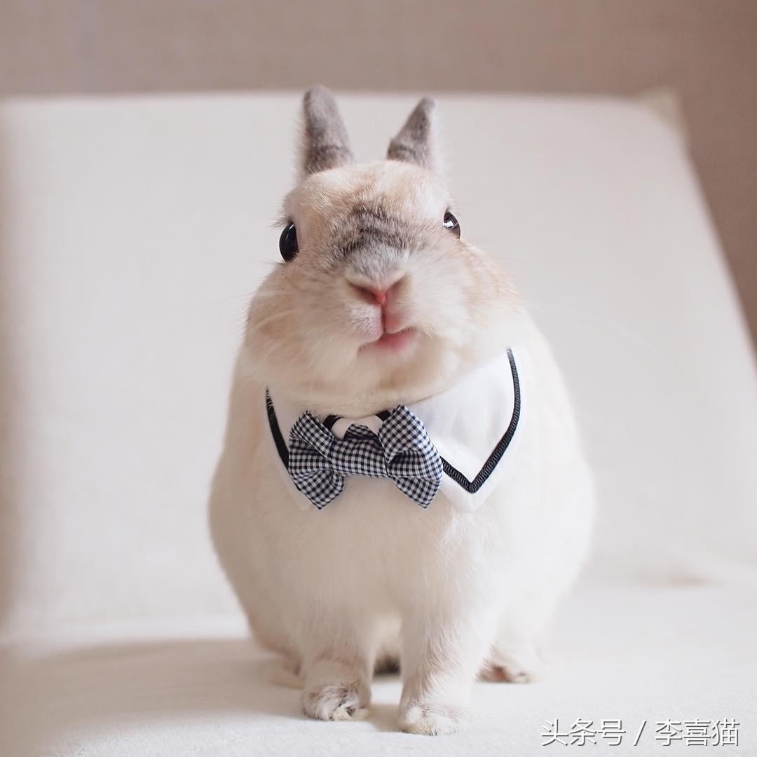 侏儒兔为什么不能随便养一只（分享容易养活侏儒兔的事项）