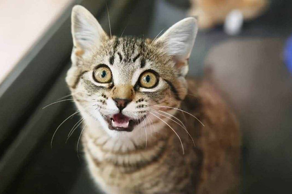 所有猫都喜欢接近快死的人嘛