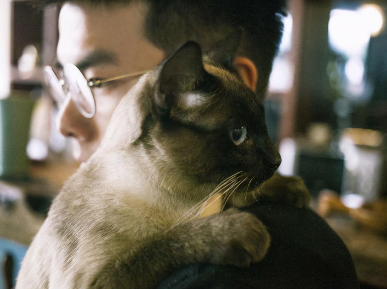 养猫的男生都是渣男吗（养猫的单身男孩子对待感情方式）