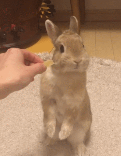 侏儒兔为什么不能随便养一只（分享容易养活侏儒兔的事项）