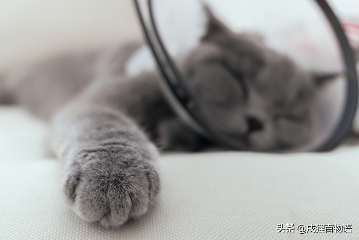 猫嘴一直在空嚼吧唧嘴吐白沫乱跳怎么办（猫口吐白沫嘴上还挂沫的原因）