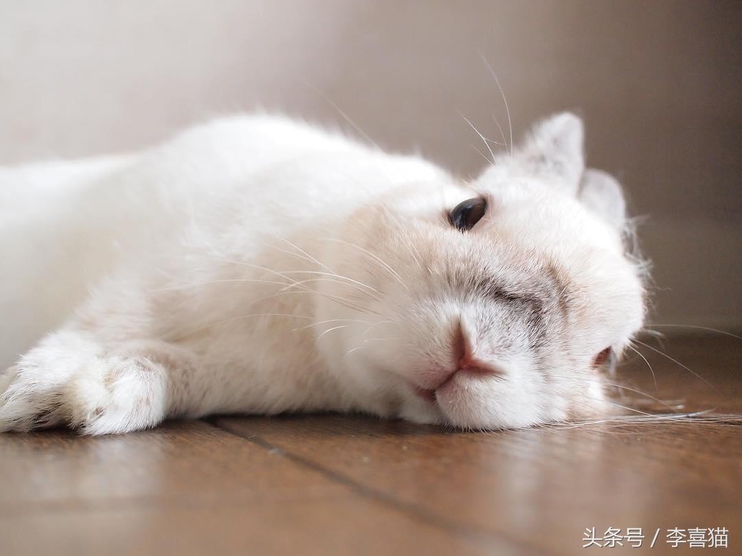 侏儒兔为什么不能随便养一只（分享容易养活侏儒兔的事项）