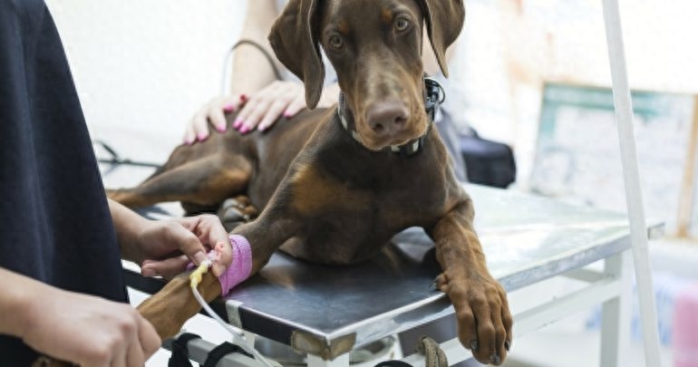 狗狗吐白色泡沫会自愈吗（附：大多数情况下自我清除不用担心）