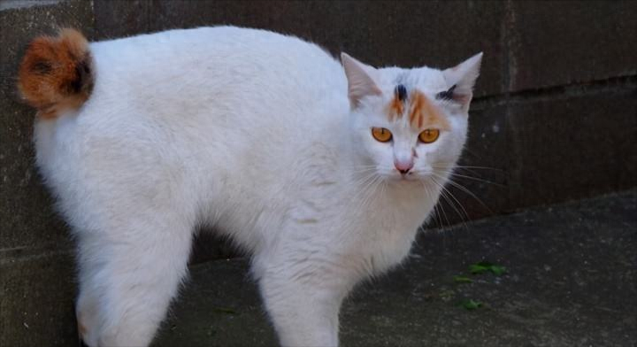 麒麟猫（附：麒麟猫招财且优点有点多哦）