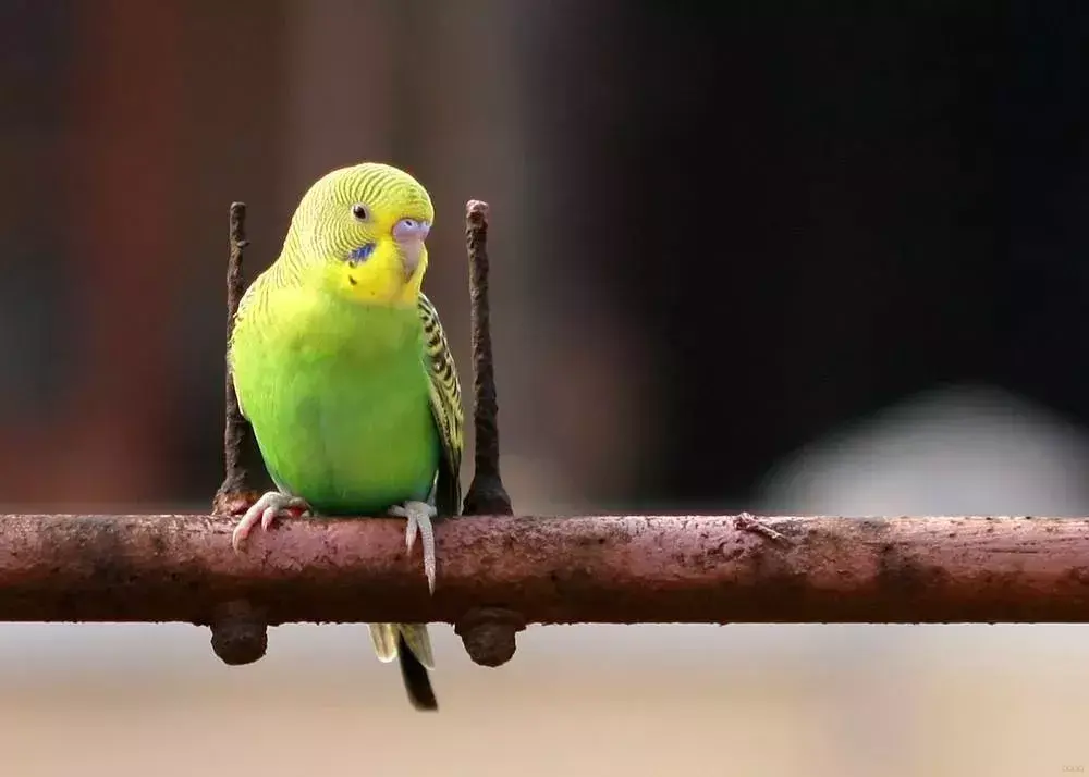 虎皮鹦鹉怎么样才会说话呢（教鹦鹉说话注意事项供大家参考）