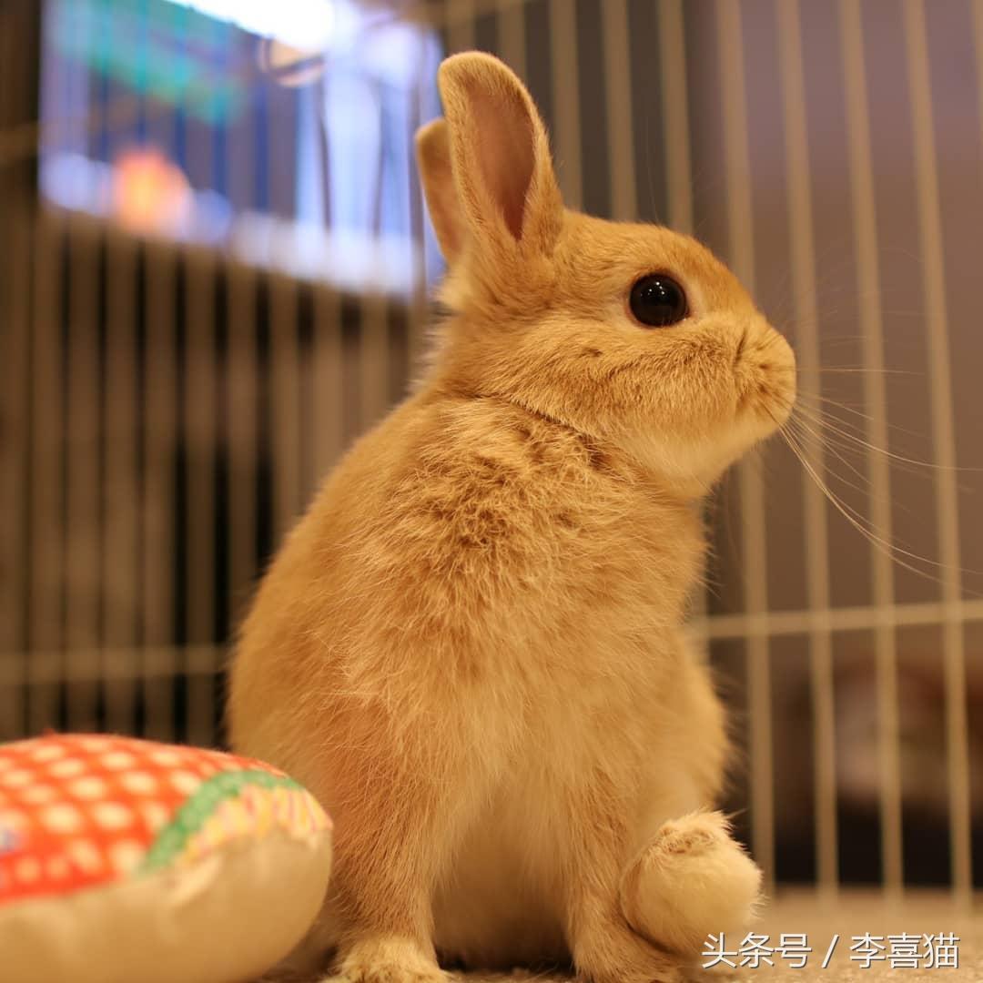 侏儒兔为什么不能随便养一只（分享容易养活侏儒兔的事项）