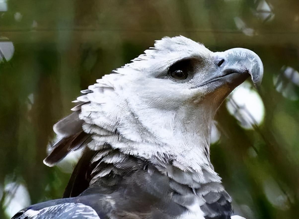 游隼金雕、鹰、秃鹫哪个更厉害一点呢（盘点全球最凶猛的10种鸟类）