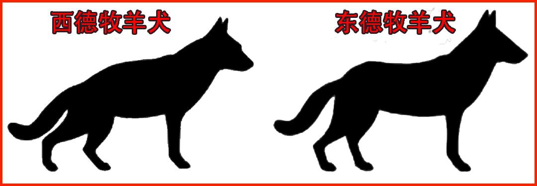 西德犬与东德犬哪个更好（短毛、长毛西德犬与东德犬的区别图片大全）