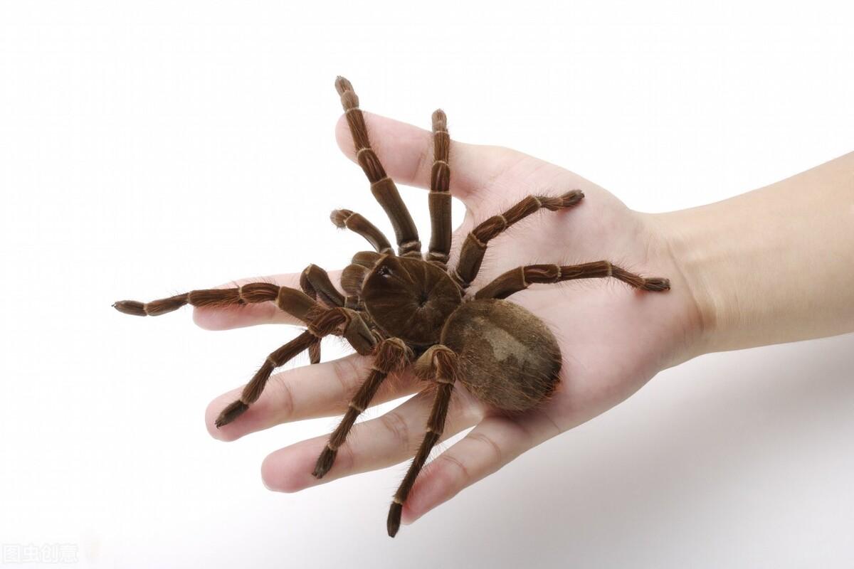 蜘蛛能记住主人吗？为什么？（蜘蛛能记住主人的因素及图片）