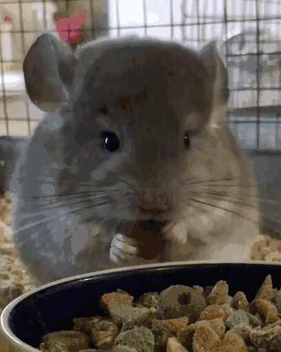 养龙猫的人的巨大危害有哪些呢（盘点7大点劝退想轻松养龙猫的人）