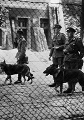 西德犬与东德犬哪个更好（短毛、长毛西德犬与东德犬的区别图片大全）