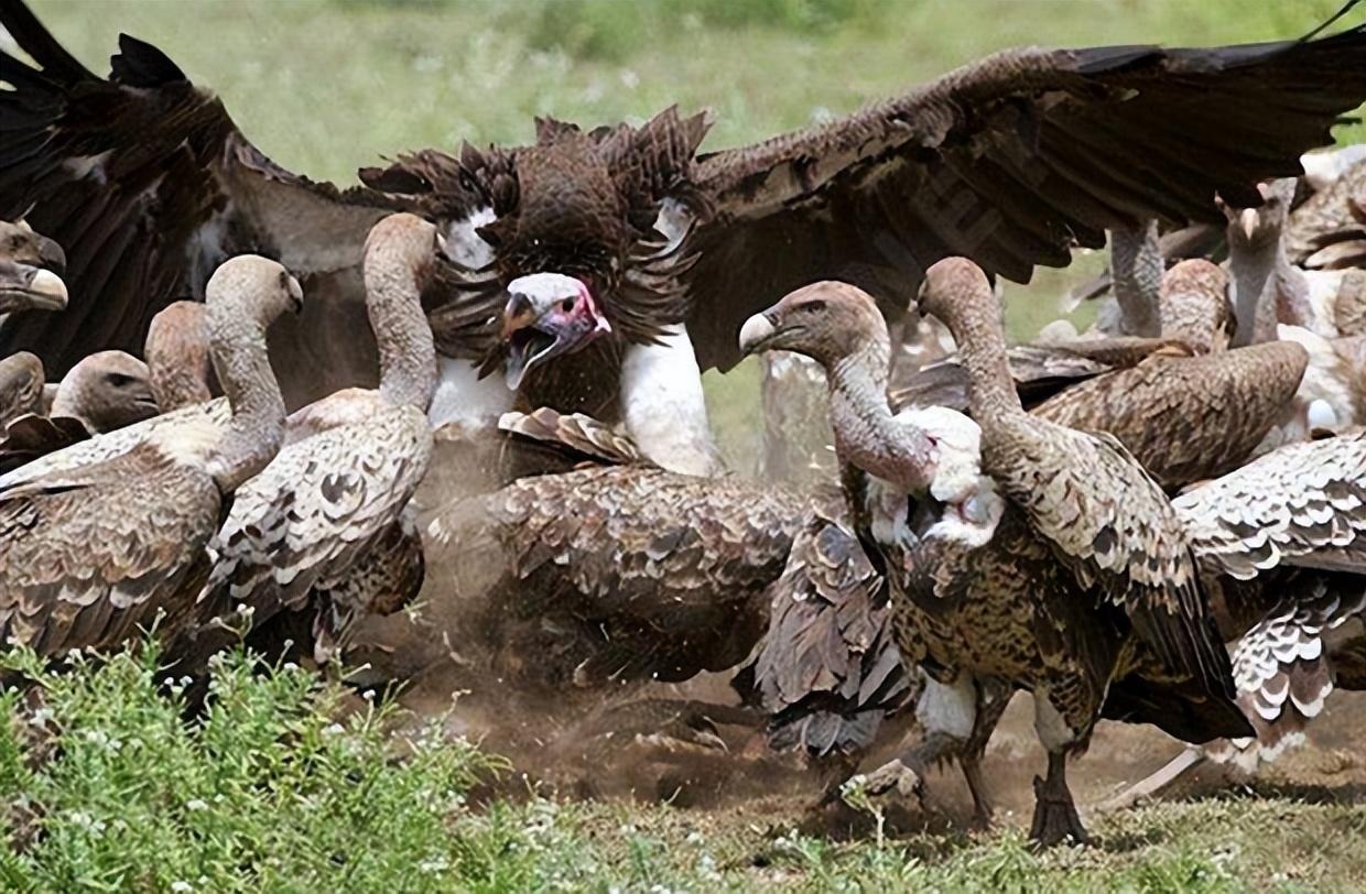 游隼金雕、鹰、秃鹫哪个更厉害一点呢（盘点全球最凶猛的10种鸟类）