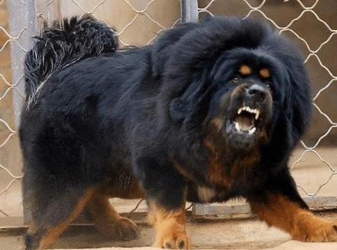 想知道藏獒对主人有多忠诚？快来看看这篇文章！