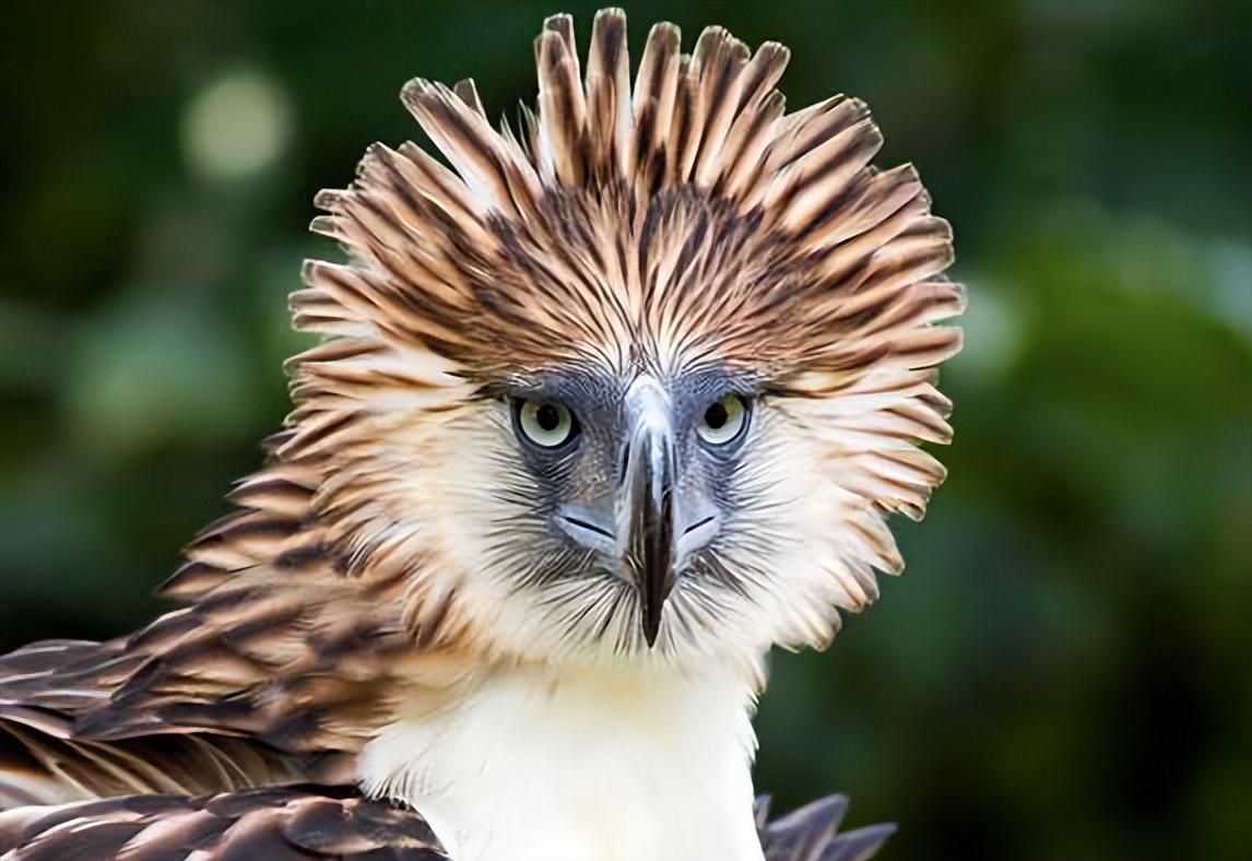 游隼金雕、鹰、秃鹫哪个更厉害一点呢（盘点全球最凶猛的10种鸟类）