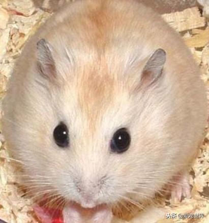 母布丁仓鼠为什么容易因为难产而死呢（布丁仓鼠容易死亡的原因）