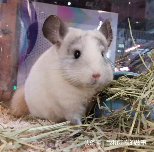 养龙猫的人的巨大危害有哪些呢（盘点7大点劝退想轻松养龙猫的人）