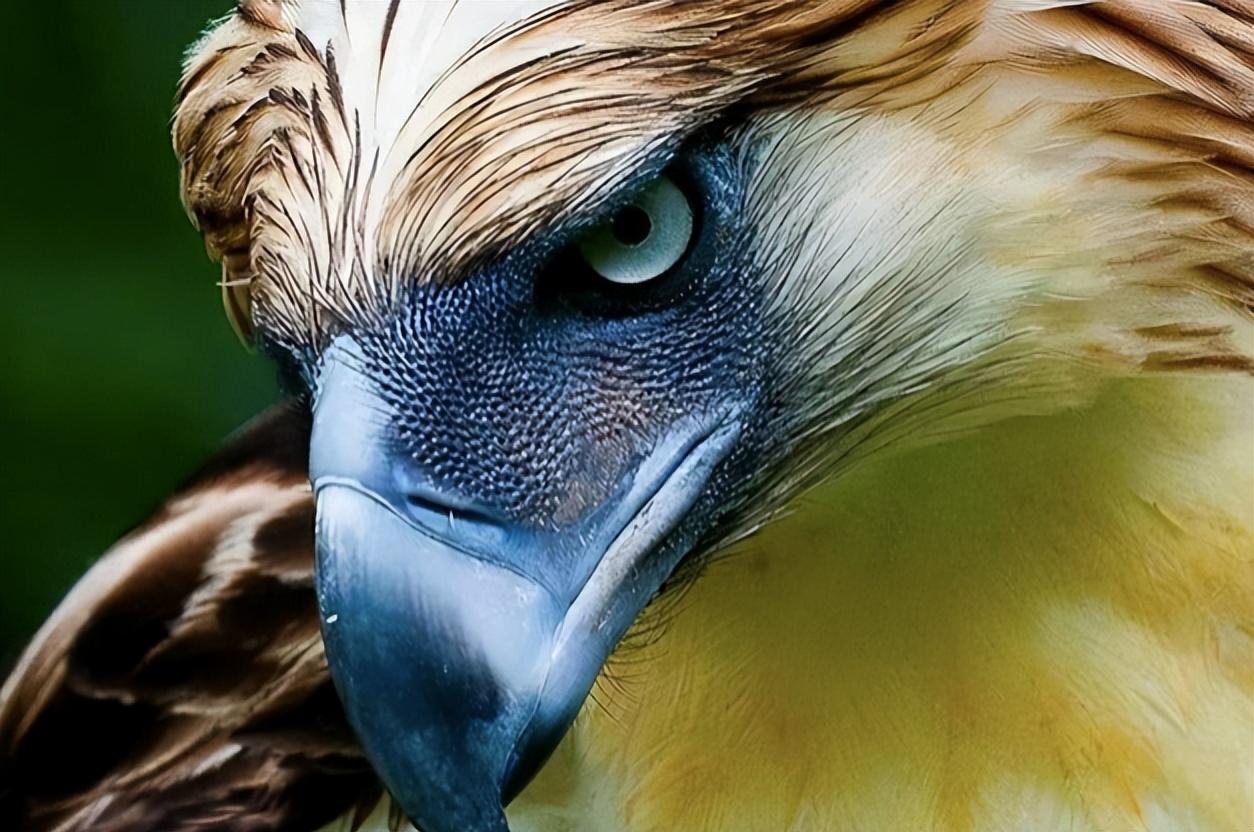 游隼金雕、鹰、秃鹫哪个更厉害一点呢（盘点全球最凶猛的10种鸟类）