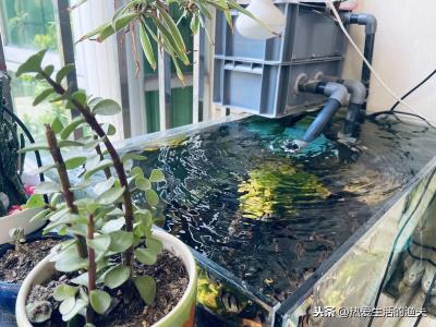 鱼缸水很清但有腥味怎么处理（鱼缸水很清但是有腥味）