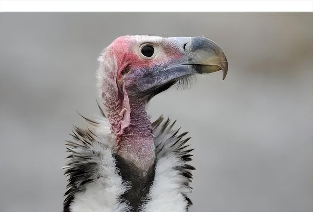 游隼金雕、鹰、秃鹫哪个更厉害一点呢（盘点全球最凶猛的10种鸟类）