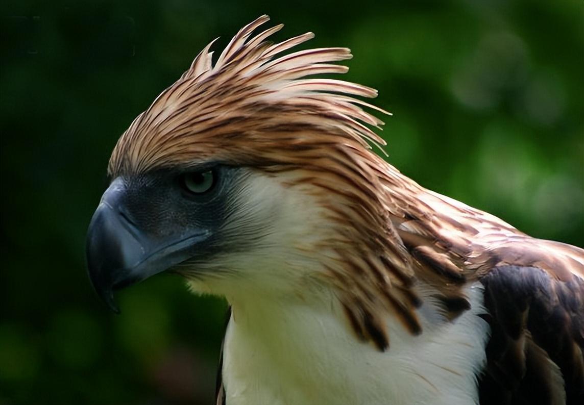 游隼金雕、鹰、秃鹫哪个更厉害一点呢（盘点全球最凶猛的10种鸟类）