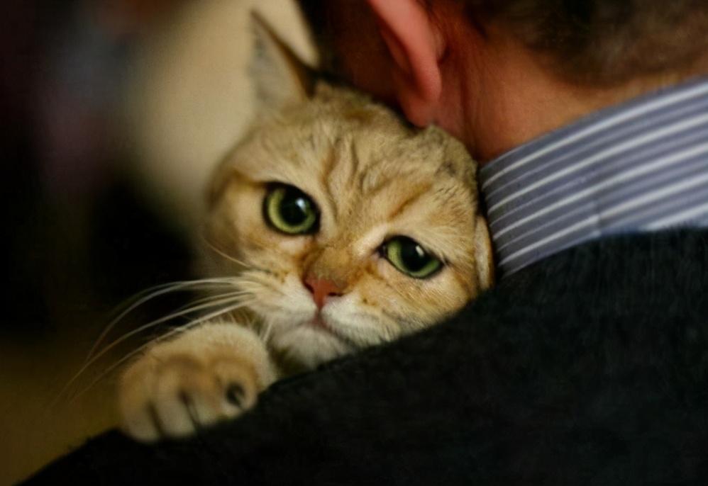 养猫的男生都是渣男吗（养猫的单身男孩子对待感情方式）