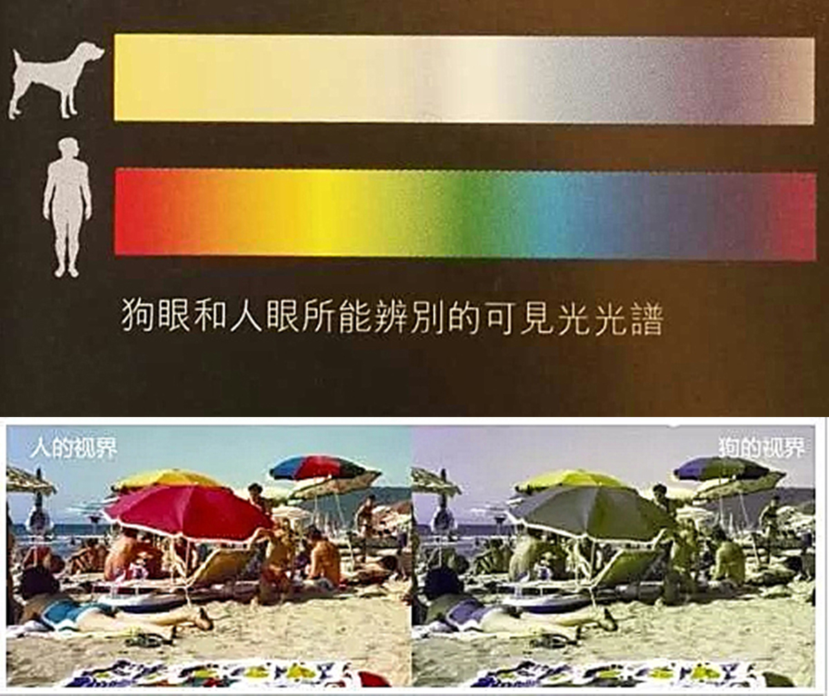 训犬基地一个月收费多少钱（在基地单条犬的成本约15-20万）
