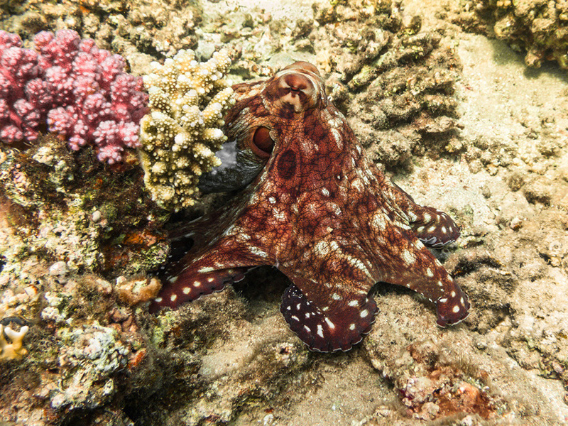 哪几类动物没有心脏呢（盘点世界上没心脏也能活的动物）