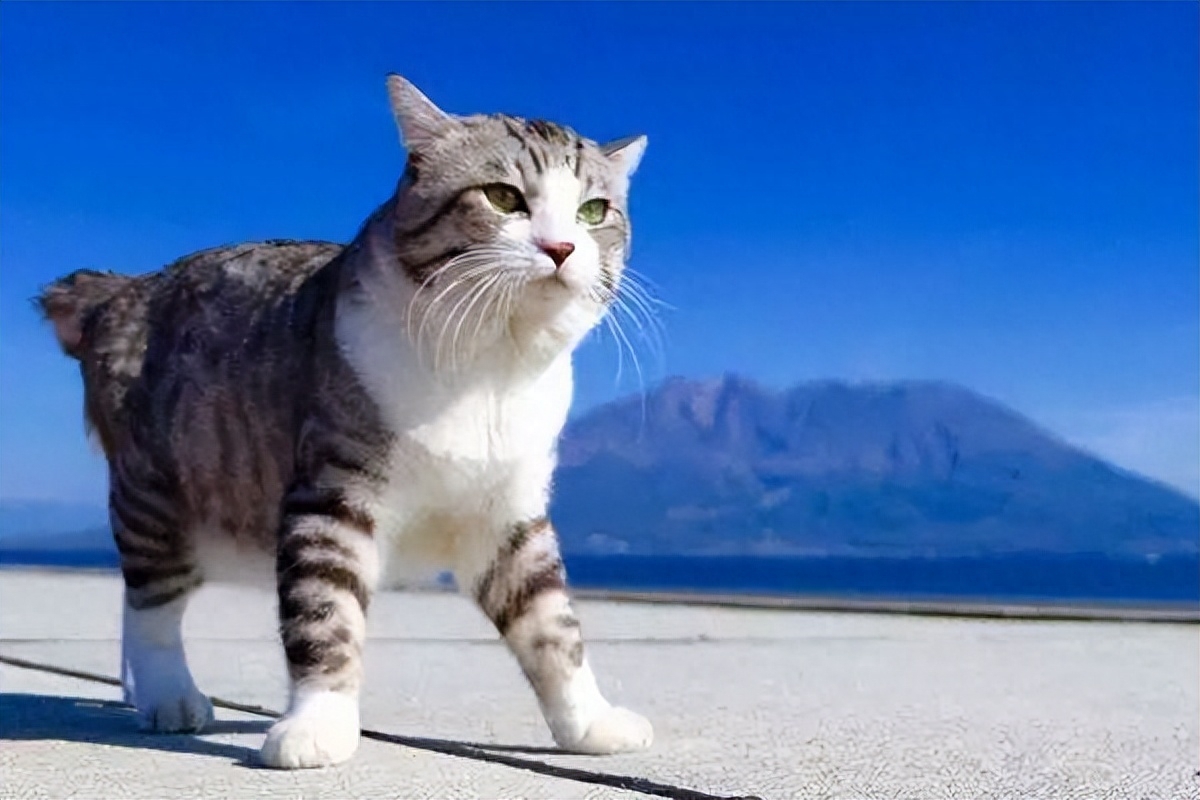 麒麟猫（附：麒麟猫招财且优点有点多哦）