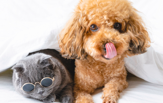 教你如何看懂狗狗的眼神