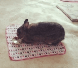 侏儒兔为什么不能随便养一只（分享容易养活侏儒兔的事项）