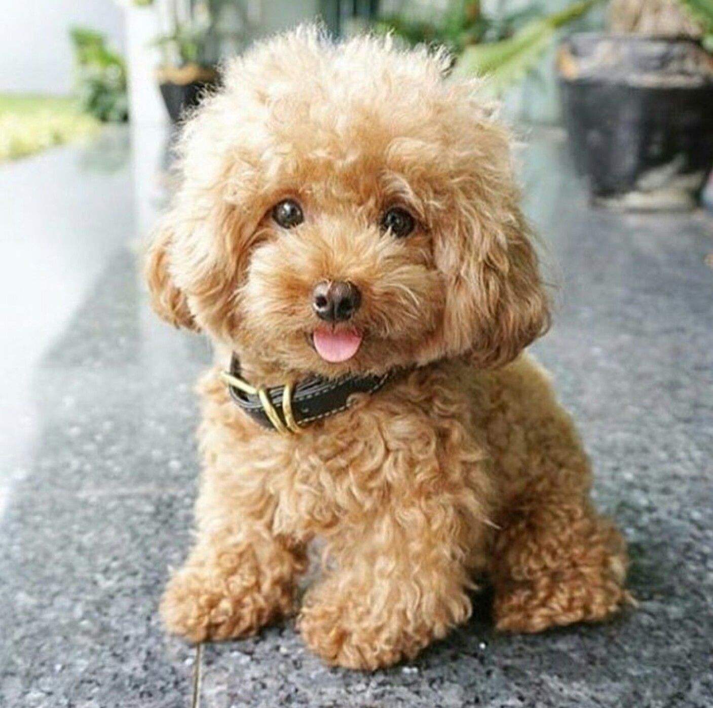 了解6大新手好养的狗狗（什么狗好养活不费钱）