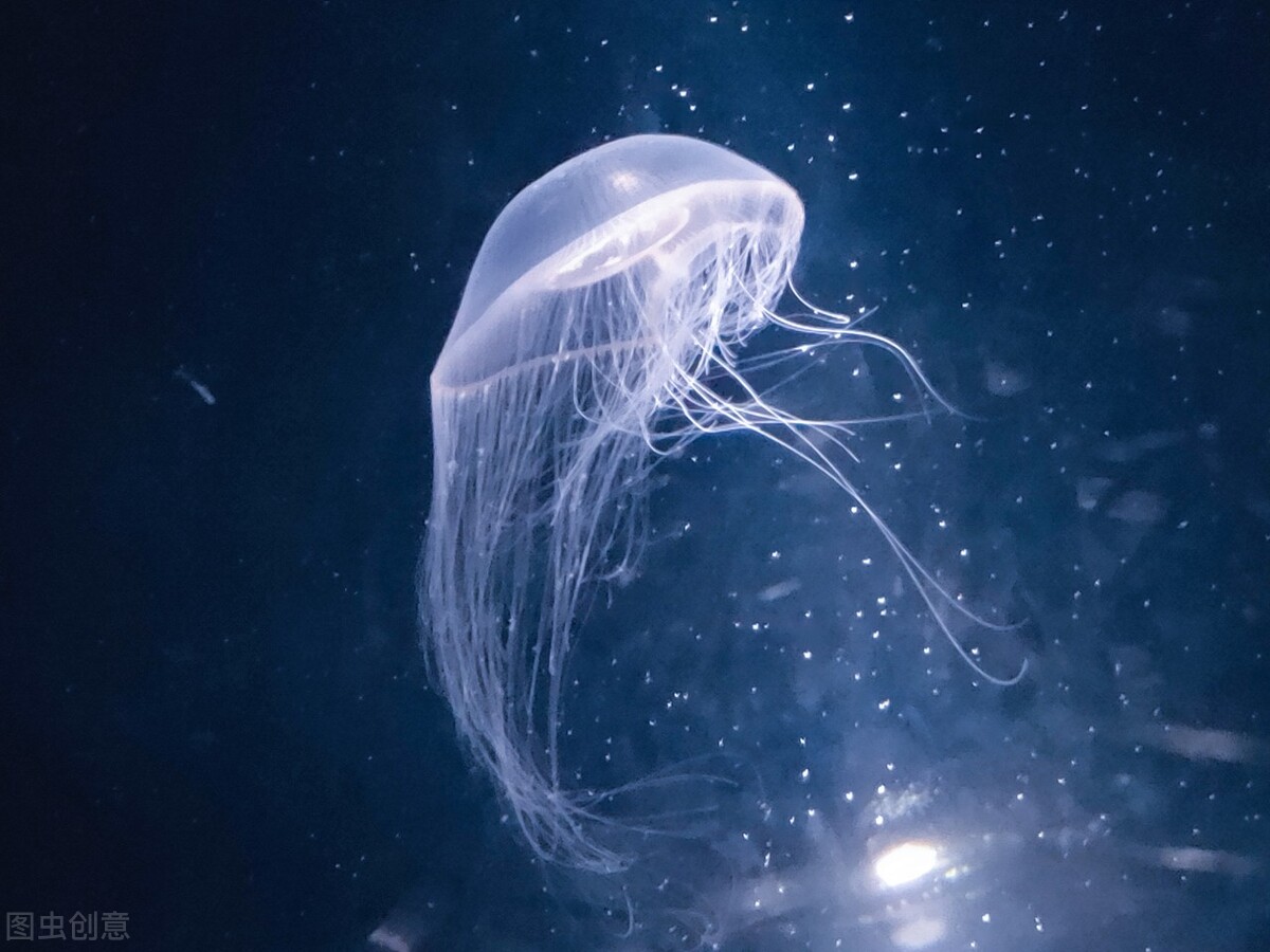 哪几类动物没有心脏呢（盘点世界上没心脏也能活的动物）